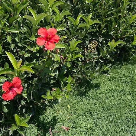 Alanya Kestel 아파트